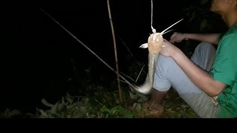 Câu cá kiếm mồi uống rượu | cuộcsốngthườngngày