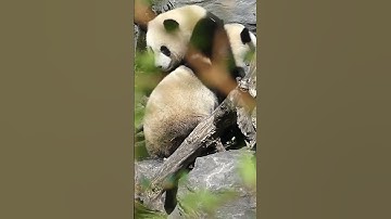 ChatGPT Plugin Review: Visla AI | Create Compelling Videos in Minutes