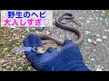 野生のアオダイショウの正しい捕まえ方 【ヘビ採取2022!#4】