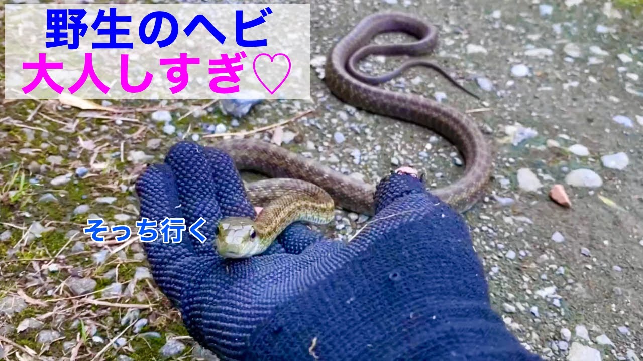 野生のアオダイショウの正しい捕まえ方　【ヘビ採取2022！#4】