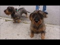 An Encounter with Wirehaired Dachshunds