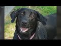 &#39;Miss Priss&#39; the new gun sniffing dog at SC State&#39;s campus