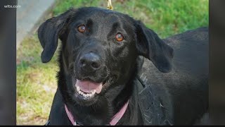 'Miss Priss' the new gun sniffing dog at SC State's campus