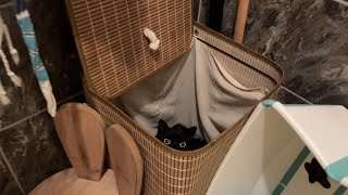 Cats playing hide and seek late at night. 深夜に隠れんぼする猫 by Catz Club 2,248 views 2 months ago 1 minute, 17 seconds