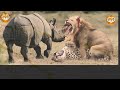 The best of Animal Attack 2022 -Most Amazing Moments of Wild Animal Fight! Wild Discovery Animal