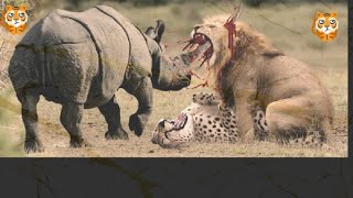 The best of Animal Attack 2022 -Most Amazing Moments of Wild Animal Fight! Wild Discovery Animal