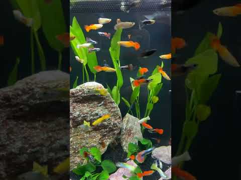 Video: A janë guppies peshk dither?