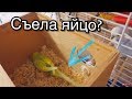 Печальные новости. Съели яйцо с птенчиком