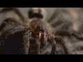 Tarantula macro videos -- Psalmopoeus irminia eats cricket