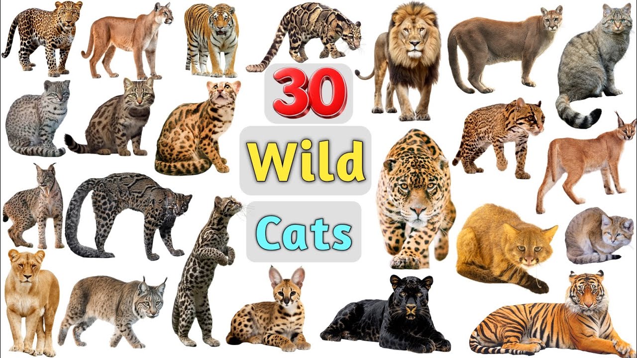 Wild Cats Vocabulary ll 30 Wild Cats Name in English with Pictures