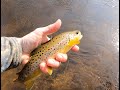 FLY FISHING  for BROWN TROUT - RIVER FISHING 4K