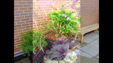 IVY plants NY Plantings Garden Designers NYC