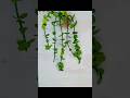 Diy #bot # গাছ# হোম ডেকোরেটর