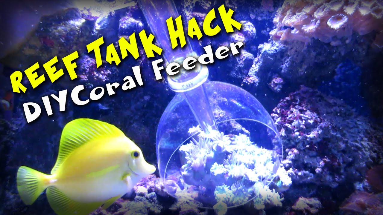 CORAL FISH FEEDERS Target feed your corals and fish easily 