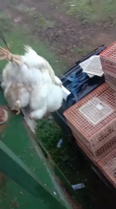 proses muat ayam#fyp#shorts
