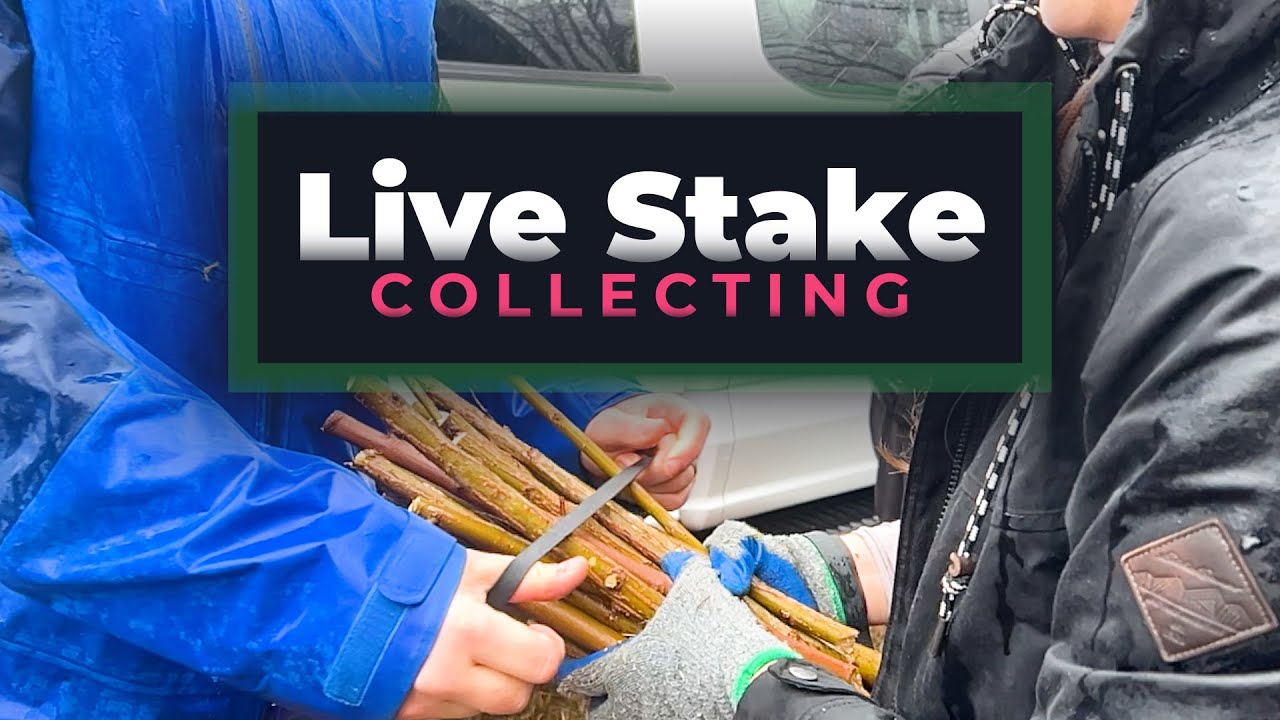 Restoration Through Live Stake Collection - Maryland Department of Natural Resources
