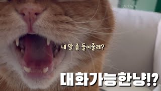 당신의 고양이는 말을 하나요?! (진짜 대화 가능하다니까요~)