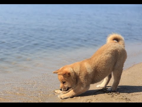 First Time At The Beach With Shiba Inu Puppy Youtube