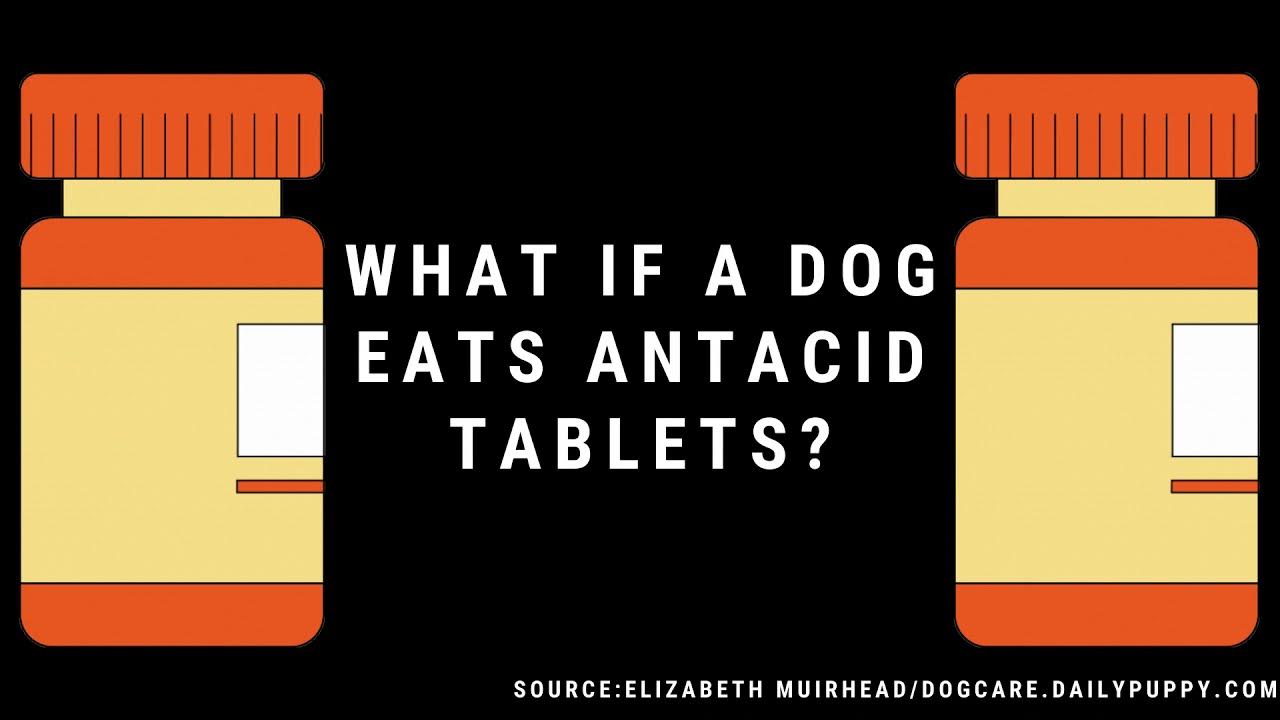 What If A Dog Eats Antacid Tablets YouTube