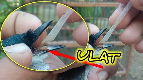 Ada Ulat Di lidah burung jingjing batu ini😮.