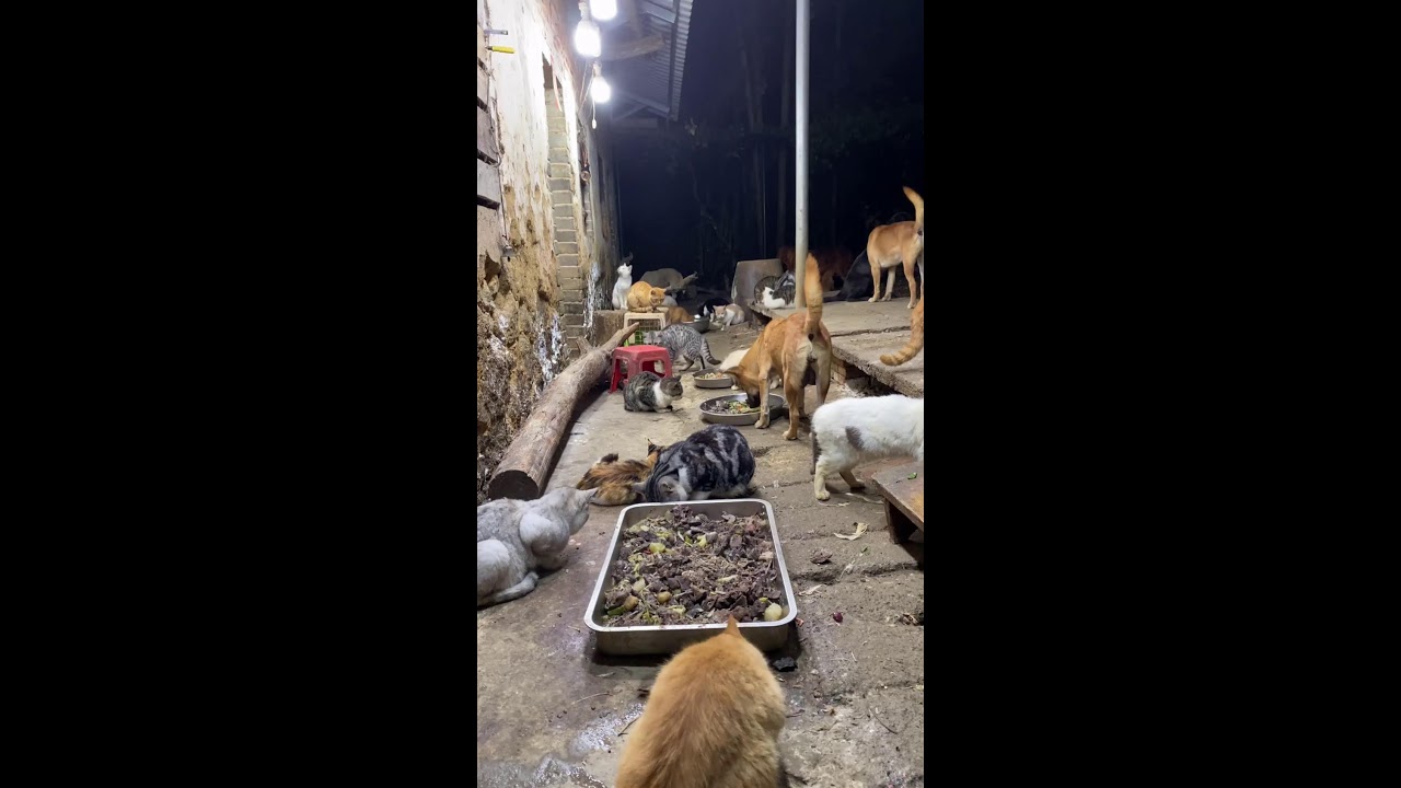 🔴 LIVE：🔥深夜治愈局！养狗日常直播|🔥Live: Daily Life with My Dog - Cute Moments Non-Stop