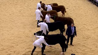 Heffer o Darw Limousin | Heifer Sired by Limousin