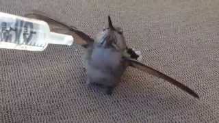 Watch the look in its eyes at the end. Hummingbird rescue