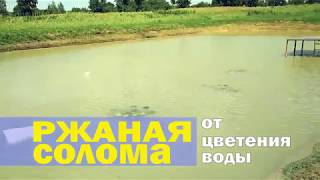 Ржаная солома от цветения воды