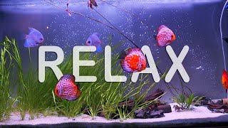 TANK 4K AQUARIUM RELAXING - TV Backgorund - Study with me - Calm Screensaver for Reading, Studying screenshot 2