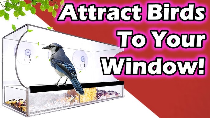 How to Attract Birds to Window Feeder: Easy Tips