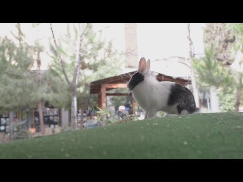 Video: Si Të Ushqehen Lepujt Fëmijë