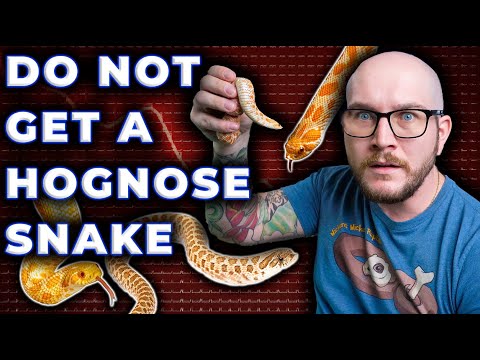 Video: Hoe groot word hognose-slange?