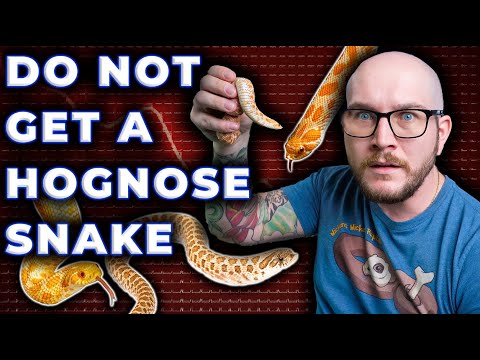 Video: Western hognoses noj dab tsi?