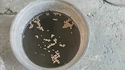 Wet Dry type floating fish feed extruder machine