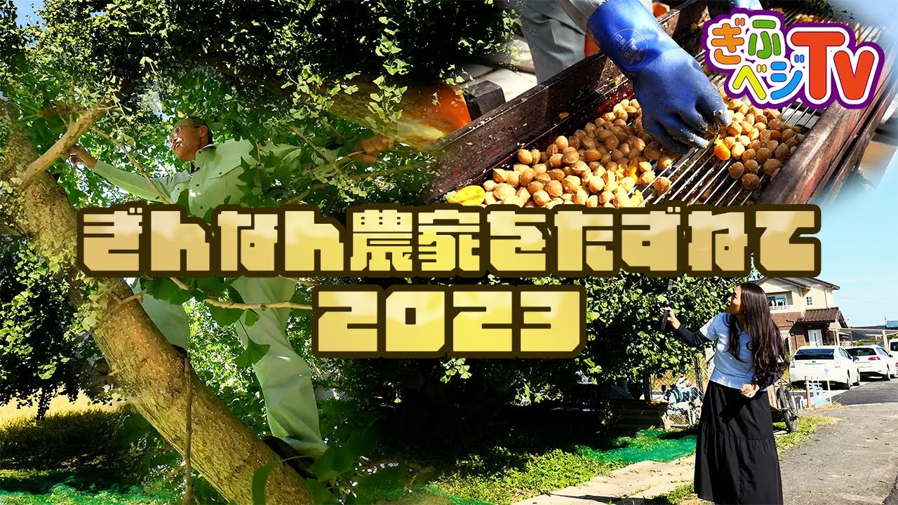 ぎふベジTV『ぎんなん農家をたずねて2023』
