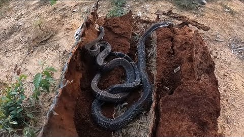 Cuộc Gọi Khẩn Cấp Rắn Có Mào Nằm Núc Nhúc Trong Thân Cây Mục | Đại Vùng Cao 