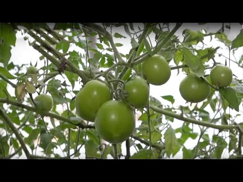 Video: Pomidor Daraxti