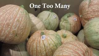 42 Halloween Special - Fog -  pumpkins & squashes at Farmers Markets & Costco store (One Too Many) by Truffle CF 39 views 2 years ago 7 minutes, 33 seconds