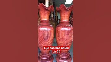 Lục bình cao bao nhiêu là đẹp
