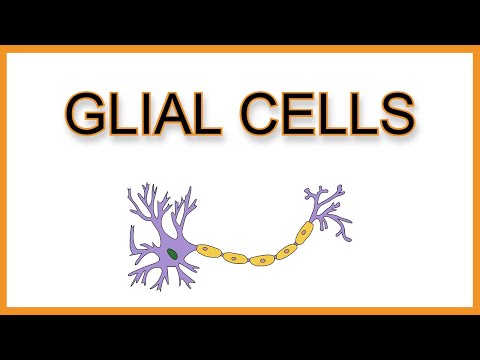 Glial Cells (Astrocytes, Microglia, Oligodendrocytes, Schwann Cells, Ependymal Cells)