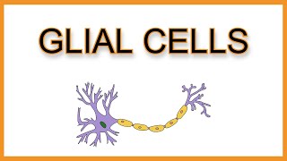 Glial Cells (Astrocytes, Microglia, Oligodendrocytes, Schwann Cells, Ependymal Cells)