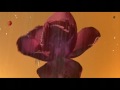 薔薇と彼女の王子  //  THE ROSE AND HER PRINCE