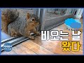 [청설모편]주륵주륵 비가 내리던 날 찾아온 청설모! Squirrel