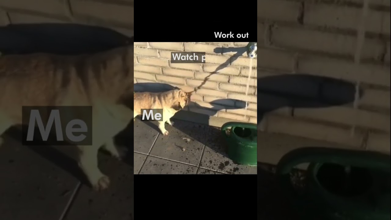 How (not) to work out ! #meme  #workout