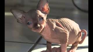The Most expensive cat in the world, Sphinx Cat by Dog Planet 117 views 8 years ago 1 minute, 34 seconds