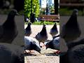 Pigeon (Kabootar) #shortvideo #birds #pigeon