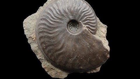 Jurassic Fossil Ammonite Preparation Graphoceras
