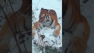 Tiger Makes A Giant Snowball ⛄️ #Shorts