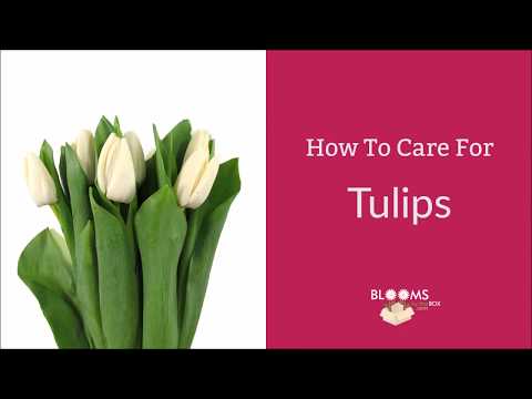 Video: How To Care For Tulips