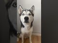 Dog tries different foods talking husky compilation